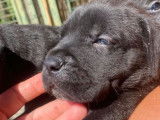 Un chiot mâle Cane Corso LOF noir bringé disponible