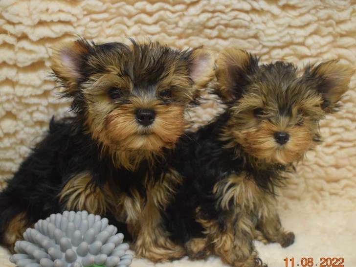 À vendre 4 chiots Yorkshires Terriers non LOF au pelage fauve et noir