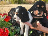 6 chiots Cavalier King Charles non LOF à acheter