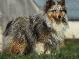 Un chien Berger des Shetland LOF bleu merle disponible pour saillie