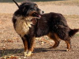 Une chienne Berger Australien tricolore non LOF de 3 ans disponible