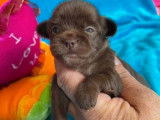À réserver 4 chiots Chihuahua chocolats non LOF