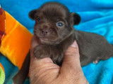 À réserver 4 chiots Chihuahua chocolats non LOF