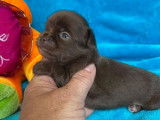 À réserver 4 chiots Chihuahua chocolats non LOF