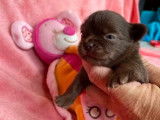 À réserver 4 chiots Chihuahua chocolats non LOF