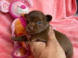 À réserver 4 chiots Chihuahua chocolats non LOF