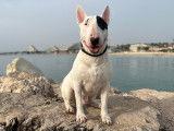 De race Bull Terrier disponible pour saillie