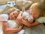 De race Bull Terrier disponible pour saillie