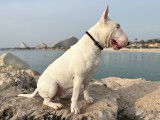 De race Bull Terrier disponible pour saillie