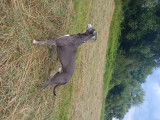 De race Whippet disponible pour saillie