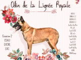 Étalon Malinois coté 2 disponible pour saillie