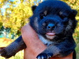4 chiots Shiba femelles nés en juillet 2022 à adopter npn LOF