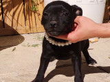 4 chiots Staffordshires Bull Terrier noirs LOF &agrave; adopter