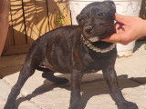 4 chiots Staffordshires Bull Terrier noirs LOF &agrave; adopter
