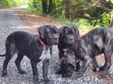 3 chiots Cane Corso LOF nés en juin 2022 cherchent familles