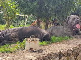 3 chiots Cane Corso LOF nés en juin 2022 cherchent familles