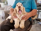 Un chiot type Cocker Anglais orange rouan non LOF &agrave; recueillir