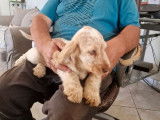 Un chiot type Cocker Anglais orange rouan non LOF &agrave; recueillir