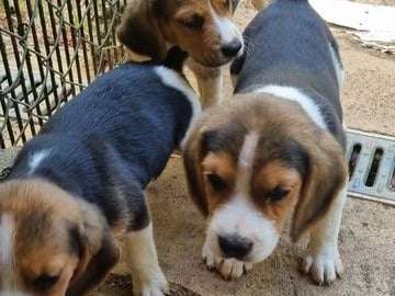 À céder 4 chiots Beagles non LOF nés en 2022