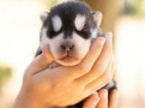 Un chiot Husky Sib&eacute;rien m&acirc;le n&eacute; en juillet 2022 non LOF &agrave; adopter