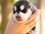 Un chiot Husky Sib&eacute;rien m&acirc;le n&eacute; en juillet 2022 non LOF &agrave; adopter