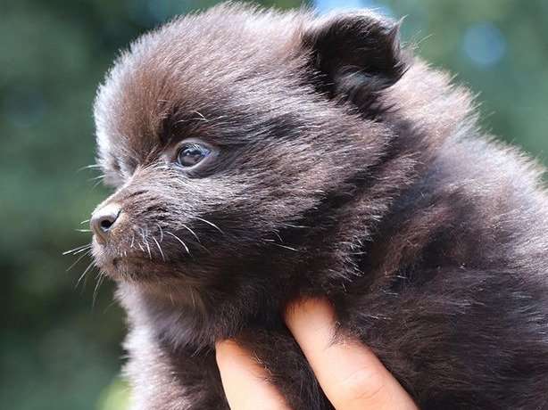 Un chiot Spitz noir femelle né en juillet 2022 non LOF à adopter
