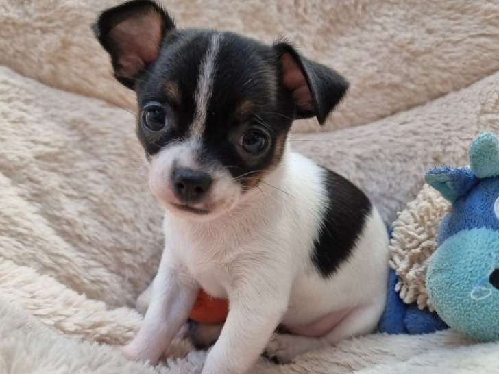 Un chiot Chihuahua femelle noir et blanc LOF en attente d’adoption