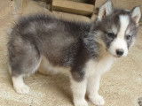 6 chiots Husky de Sibérie non LOF nés en juin 2022 à céder