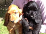 5 chiots Cockers Anglais LOF nés en juillet 2022 à recueillir