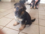 chiot agé de 5 semaines
