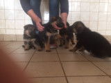 Chiots Berger Allemand LOF à réserver
