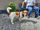 Adorable chienne adulte type Jack Russel non LOSH convient à famille aimante