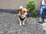Adorable chienne adulte type Jack Russel non LOSH convient à famille aimante