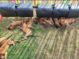 Chiots Malinois d'excellente lign&eacute;e &agrave; vendre