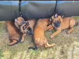 Chiots Malinois d'excellente lign&eacute;e &agrave; vendre