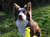 Propose Border Collie pour saillie