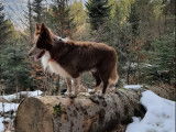 Propose Border Collie pour saillie
