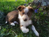 Propose Border Collie pour saillie