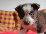 Propose Border Collie pour saillie