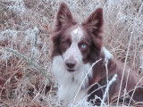 Propose Border Collie pour saillie