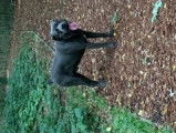Cane Corso disponible pour saillie