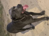Cane Corso disponible pour saillie