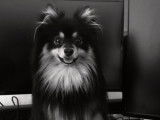De type Spitz Allemand disponible pour saillie