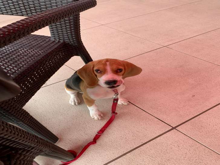 Beagle femelle de 4 mois à vendre