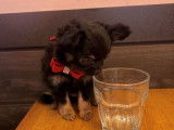 Chiot Cihuahua  parents LOF