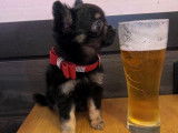 Chiot Cihuahua  parents LOF