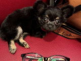 Chiot Cihuahua  parents LOF