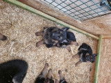 Chiots de race Berger Allemand à vendre (5 femelles & 6 mâles)