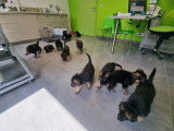 Chiots de race Berger Allemand à vendre (5 femelles & 6 mâles)