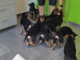 Chiots de race Berger Allemand à vendre (5 femelles & 6 mâles)